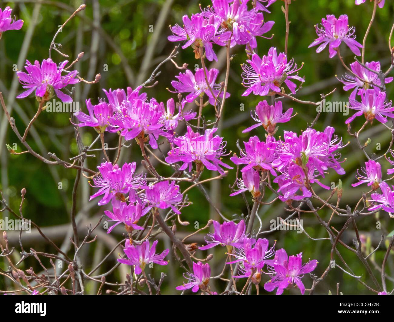 Rhododendron canadense, chiamato anche rhodora o Canada rosebay, con fiori viola brillante. Arbusto ornamentale in fiore originario del Nord America. Foto Stock