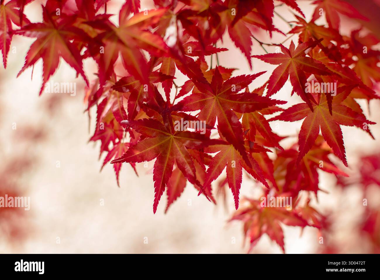Foglie autunnali rosse trasparenti di acero giapponese o palmatum Acer che si illuminano con delicata retroilluminazione. Primo piano del fogliame stagionale, sfondo naturale. Foto Stock