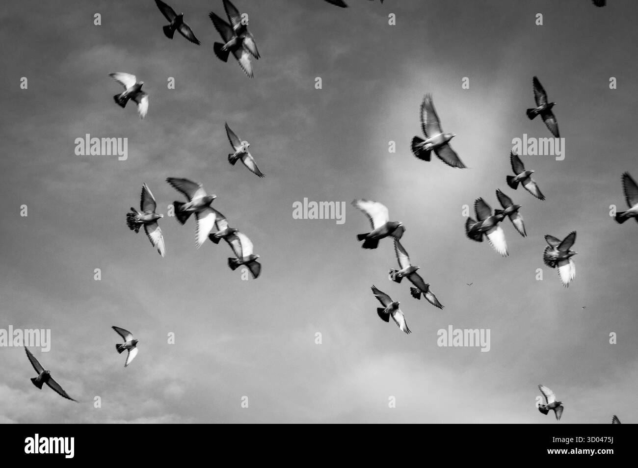 Volo in movimento Foto Stock