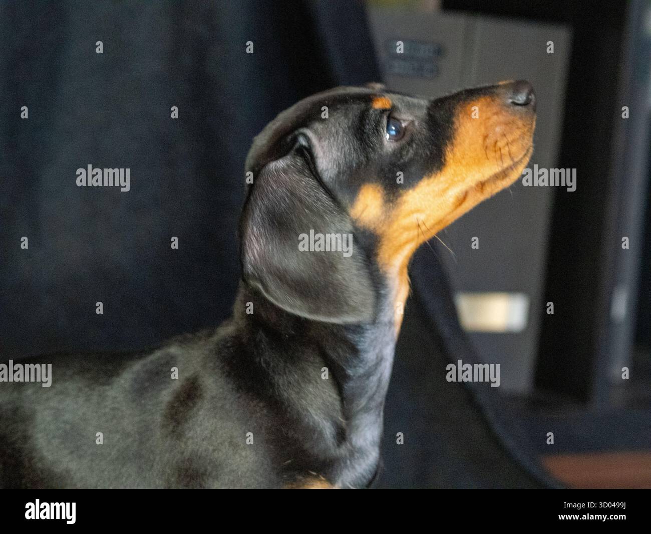 simpatico cucciolo di dachshund nero, piccolo cane a casa Foto Stock
