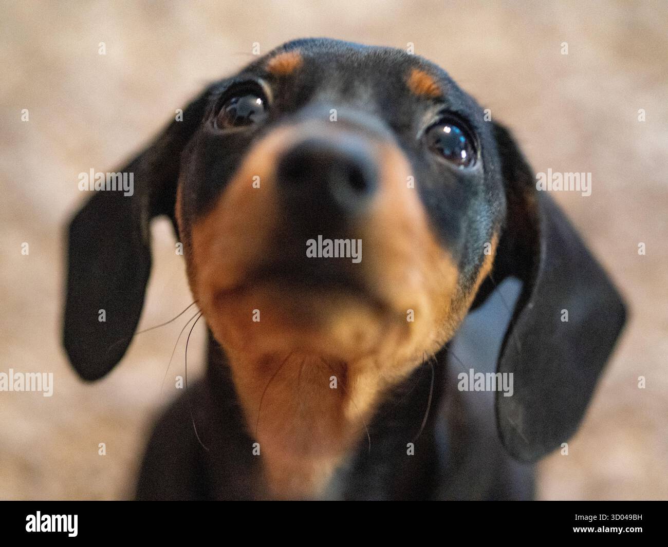 simpatico cucciolo di dachshund nero, piccolo cane a casa Foto Stock