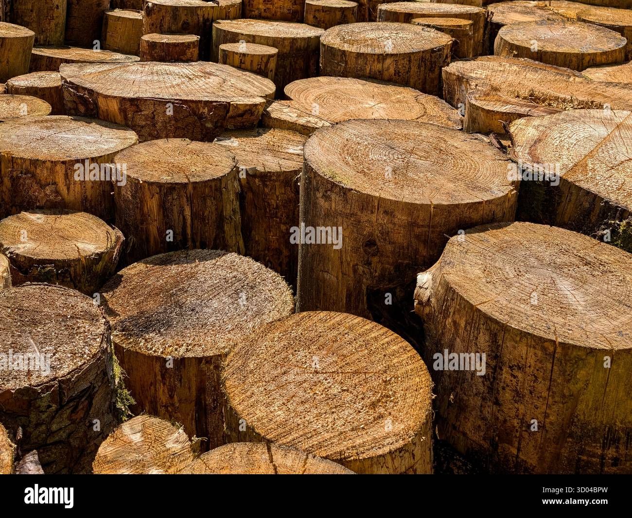 Vista ravvicinata dei tronchi di legno impilati con anelli visibili e texture naturale sotto la luce del sole. Foto Stock