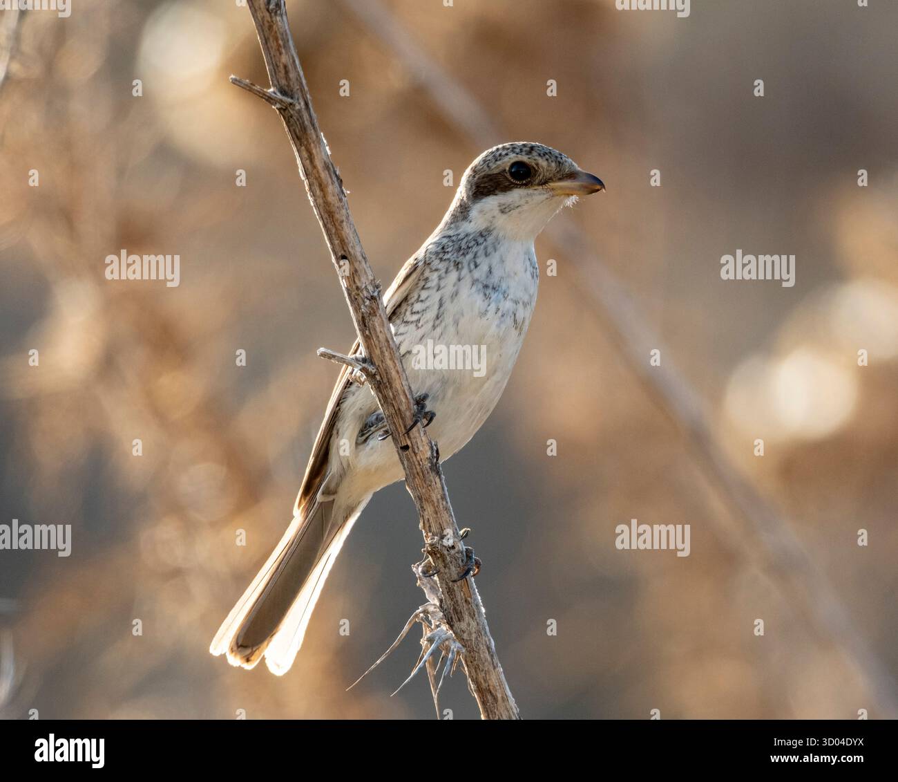 Giovane Shrike a dorso rosso, (Lanius collusion) arroccato sulla vegetazione, Anarita, Cipro. Foto Stock