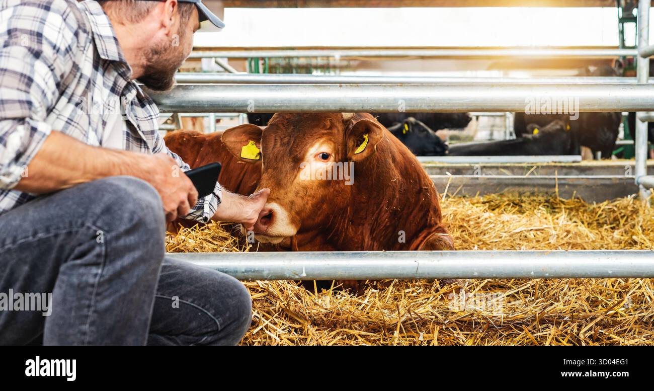 Veterinario che esamina i bovini in quarantena per il controllo delle malattie nell'allevamento di bestiame Foto Stock