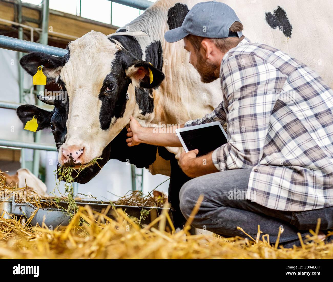 Veterinario che ispeziona le vacche da latte con tavoletta digitale nel fienile Foto Stock