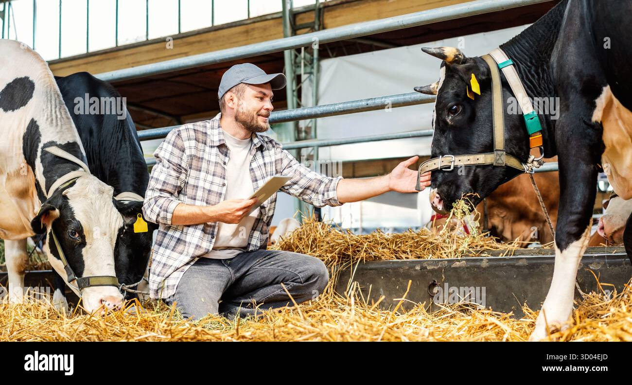 Veterinario che ispeziona le vacche da latte con tavoletta digitale nel fienile Foto Stock