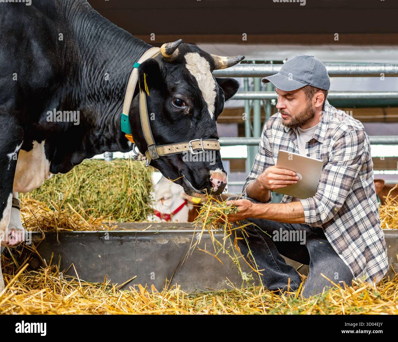 Agricoltore che controlla il bestiame con una compressa nella moderna azienda agricola Foto Stock