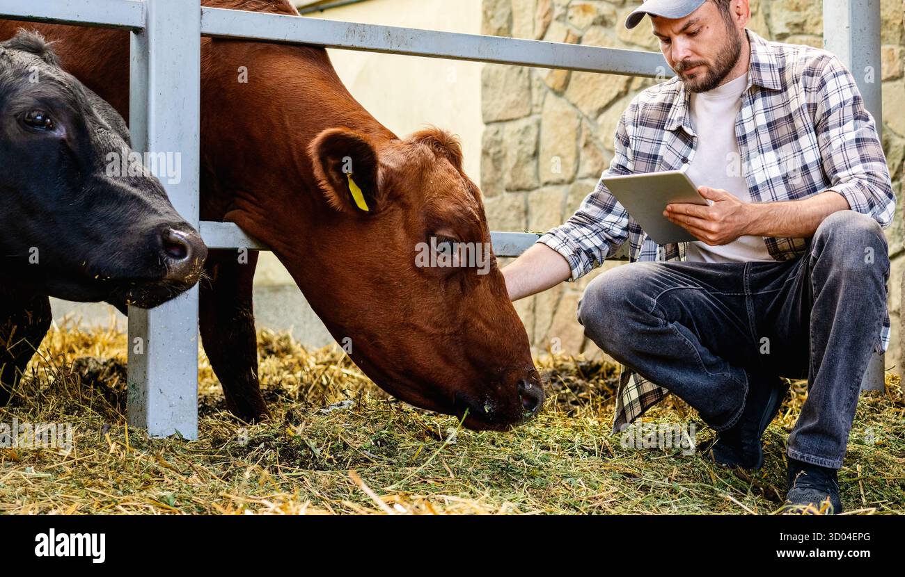 Lavoratore agricolo che ispeziona il bestiame utilizzando un tablet. Foto Stock