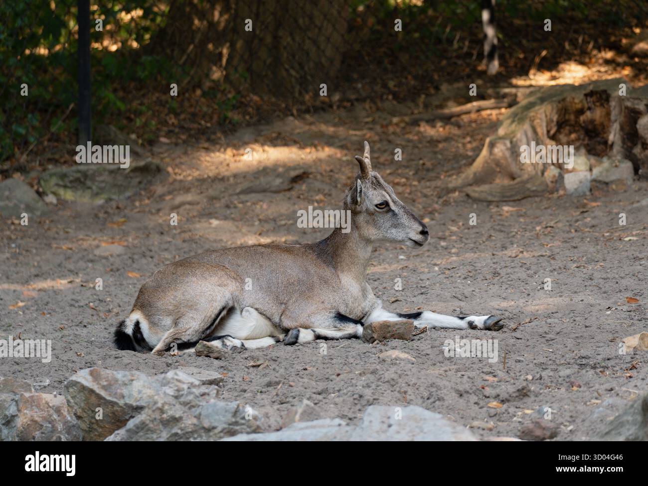 Un unico segno giace in un recinto di sterrato, con ombra parziale, rocce e vegetazione sullo sfondo. Foto Stock