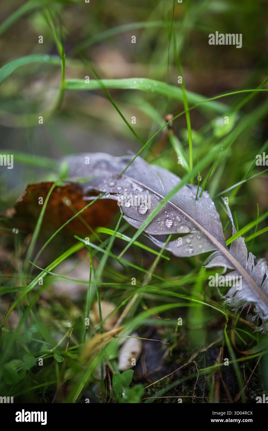 Primo piano di una piuma grigia con gocce di pioggia appoggiate sull'erba in una brughiera, in Svezia Foto Stock
