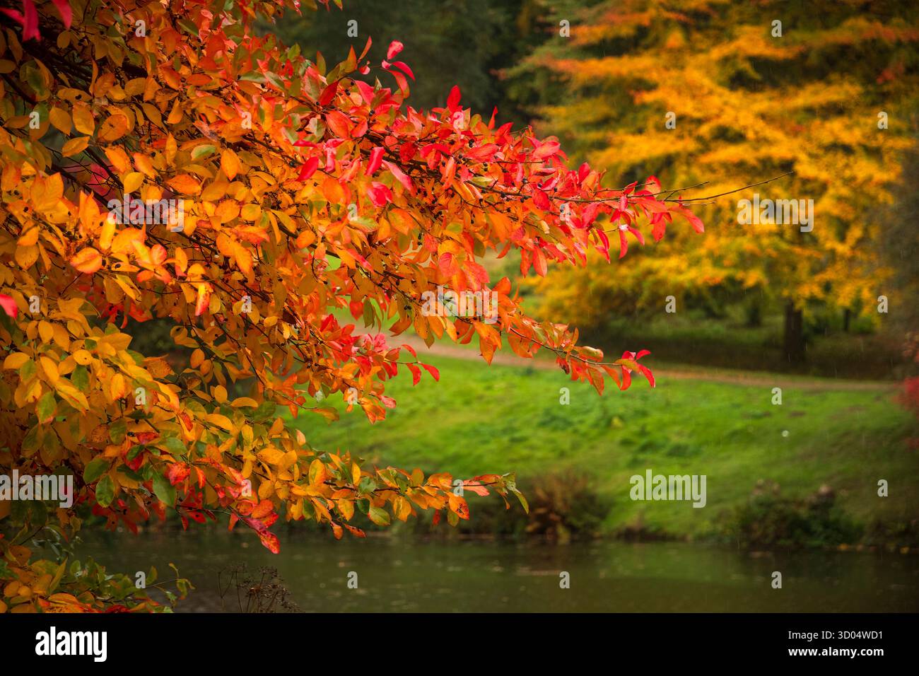 Le vibrazioni autunnali del fogliame dorato sulla riva del fiume Foto Stock