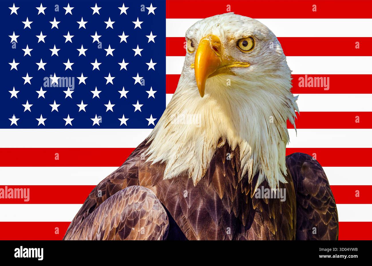 Aquila calva (Haliaeetus leucocephalus) di fronte a una bandiera americana Foto Stock