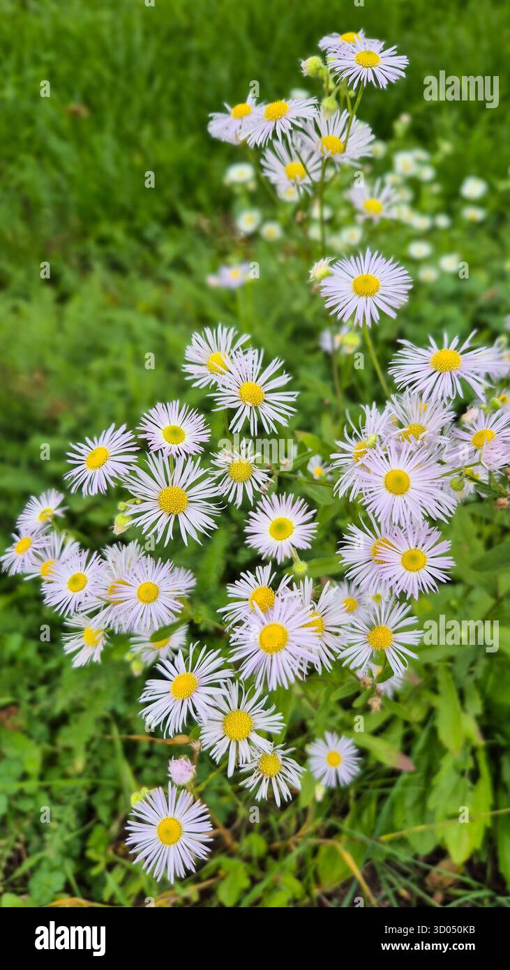 Piccole margherite viola su sfondo verde, prato naturale con delicati fiori primaverili. Foto Stock
