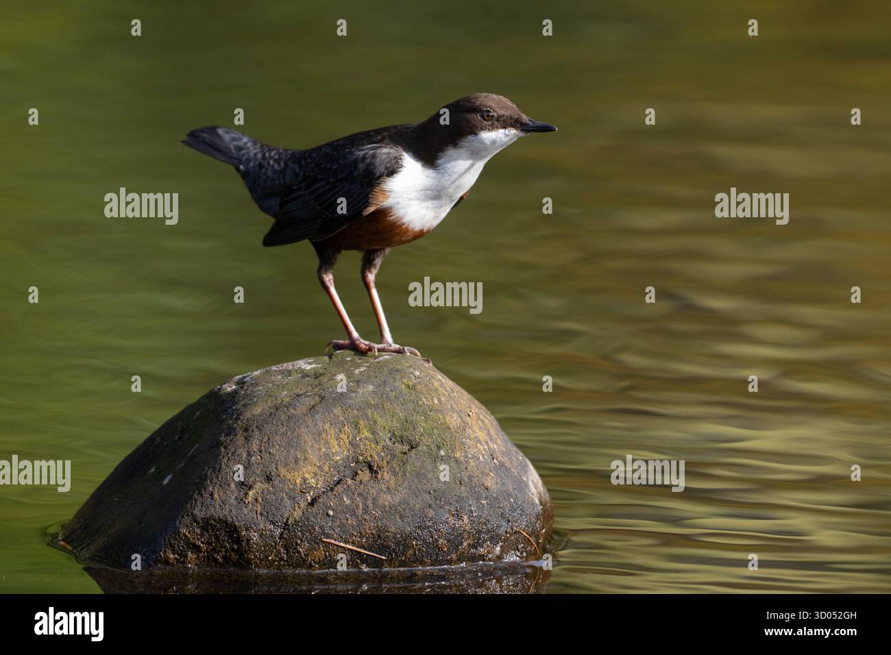 European Dipper (Cinclus cinclus) sedeva su una roccia in un fiume dello Yorkshire. Foto Stock