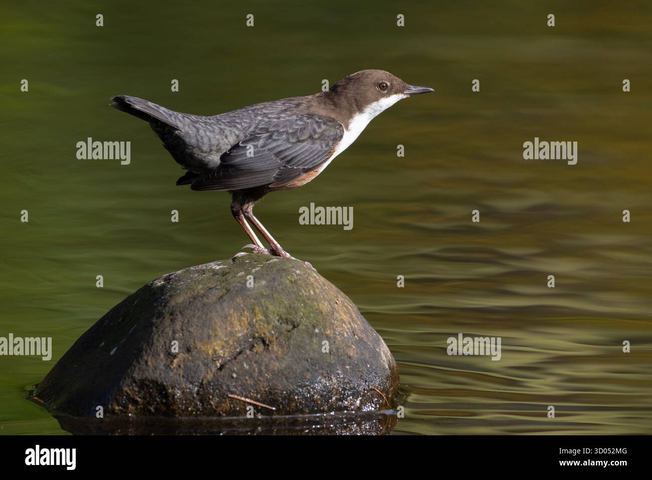 European Dipper (Cinclus cinclus) sedeva su una roccia in un fiume dello Yorkshire. Foto Stock