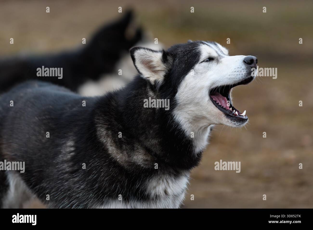 Sled Dog Eyes Closed Mouth Open - razza husky Foto Stock