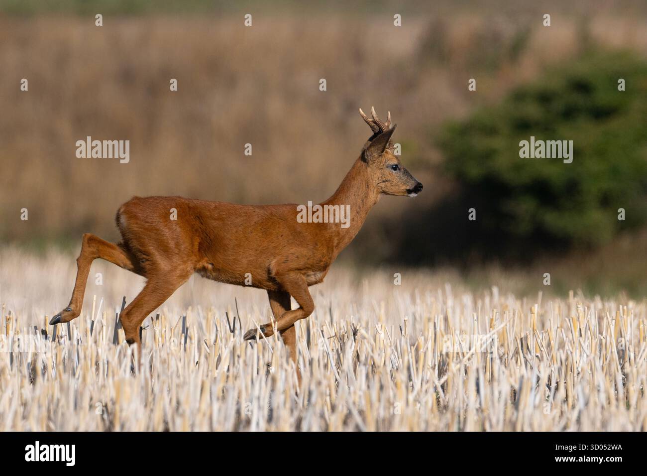 Roe Deer (Capreolus capreolus) nell'East Yorkshire, Inghilterra Foto Stock