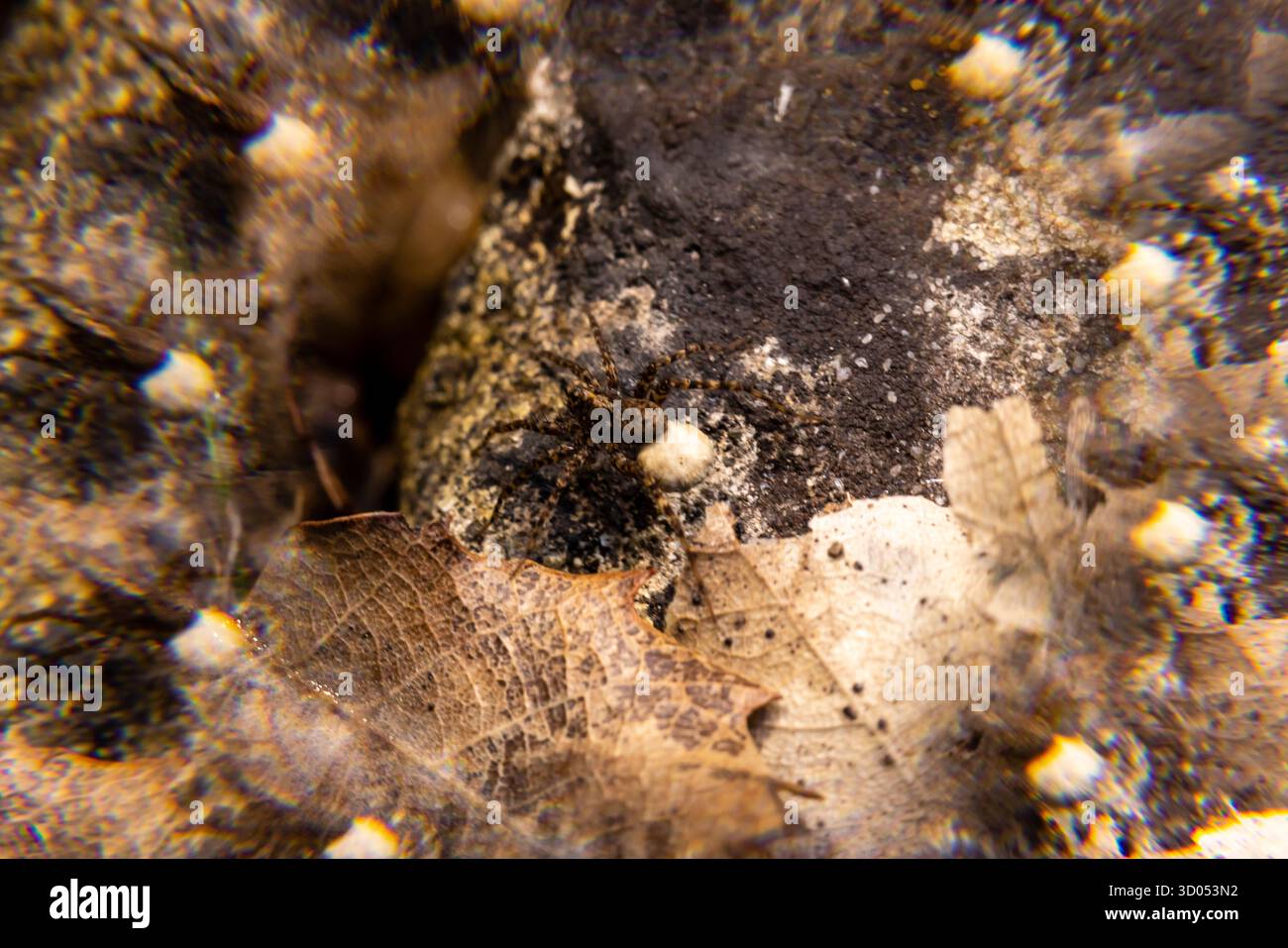 Piccoli insetti esplorano una superficie strutturata tra foglie cadute in un tranquillo ambiente forestale durante il giorno. Foto Stock