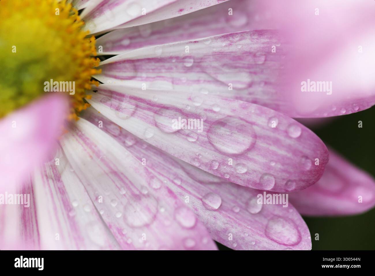 Macro shot di fiori a margherita rosa e bianco con goccioline d'acqua sui petali Foto Stock