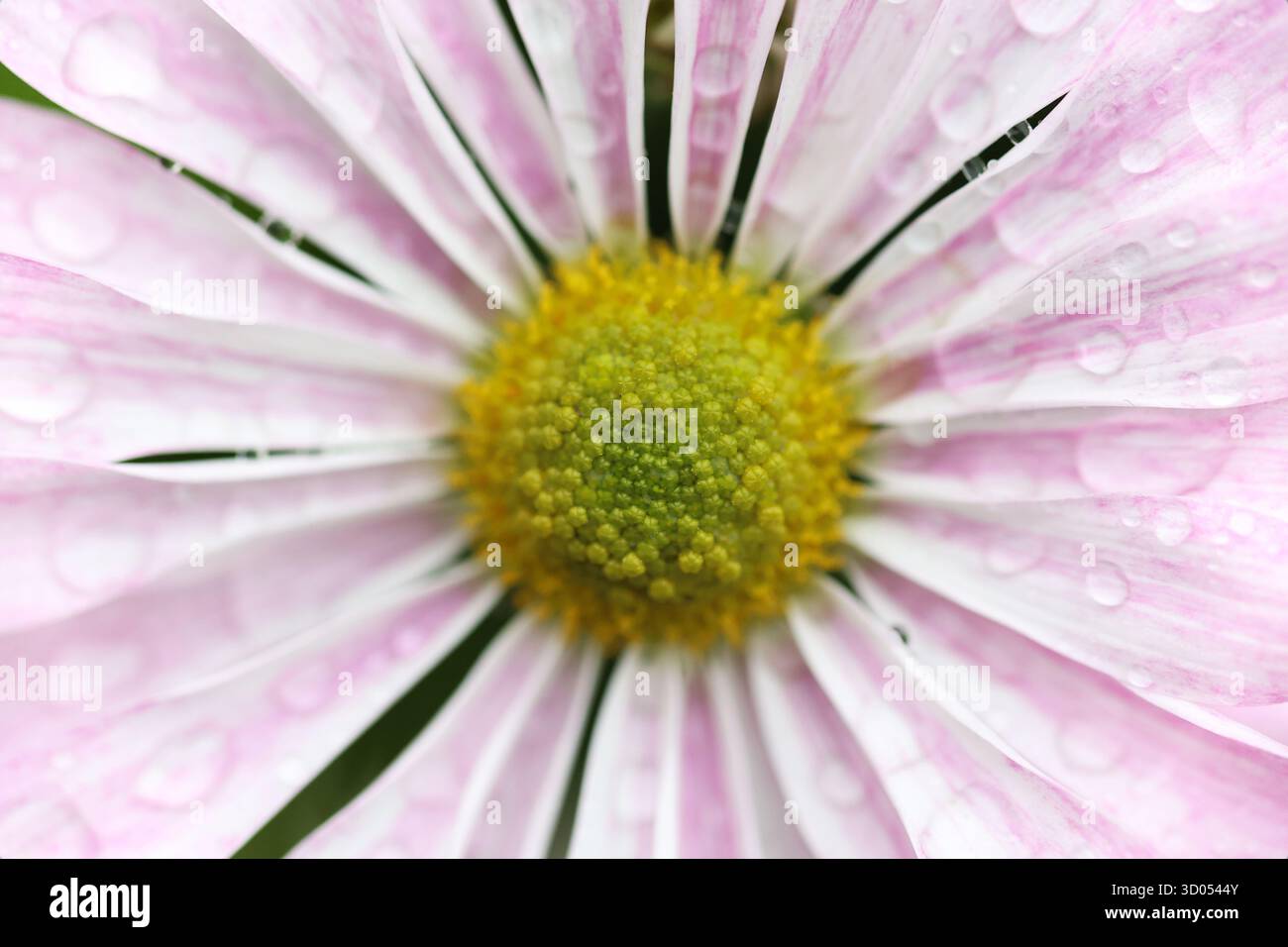 Macro shot di fiori a margherita rosa e bianco con goccioline d'acqua sui petali Foto Stock