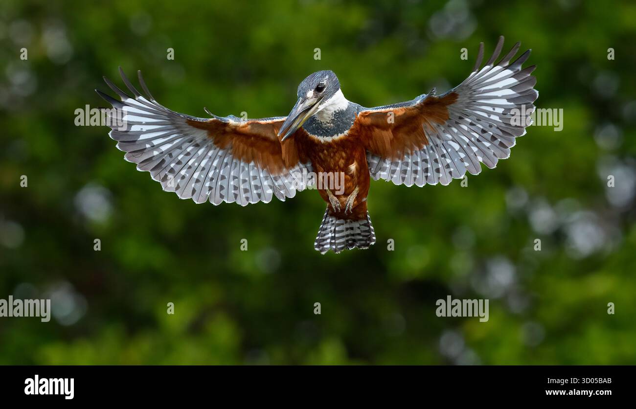 Kingfisher ad anello con ali spalancate, che si innalzano davanti allo sfondo verde Foto Stock