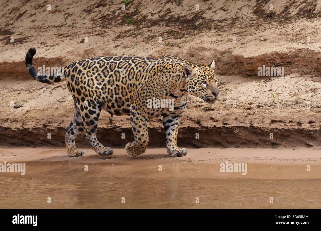 Giaguaro (Panthera onca) camminando lungo una riva del fiume nel Pantanal in Brasile, camminando a destra Foto Stock