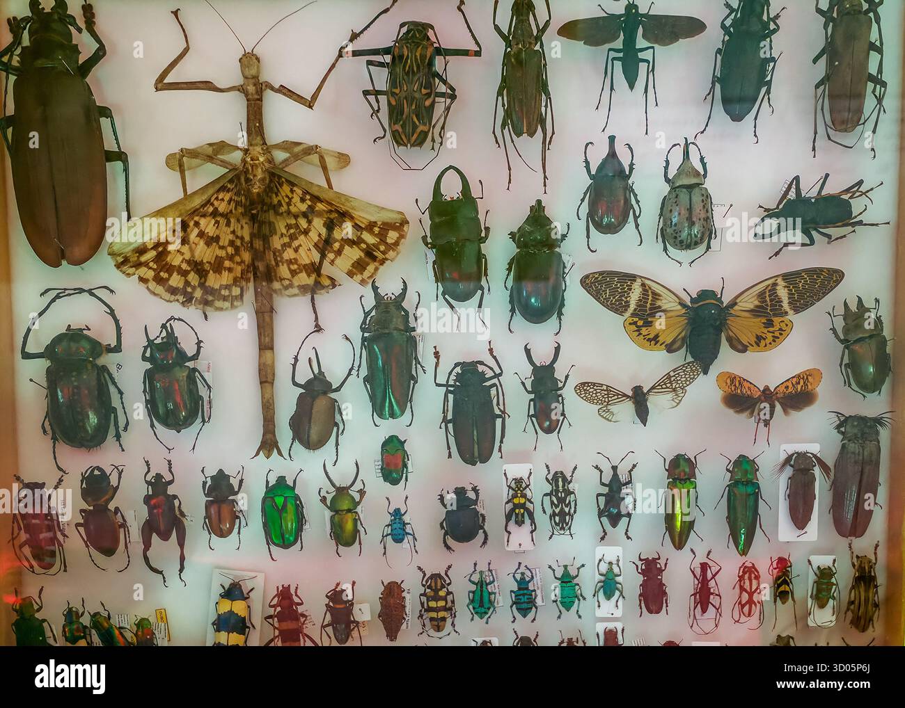Fotografia di una vera collezione di insetti. Insetti, farfalle e insetti dall'Asia. Collezione diversificata di insetti che mostra varie specie, colori e siz - Immagine stock catturata con smartphone