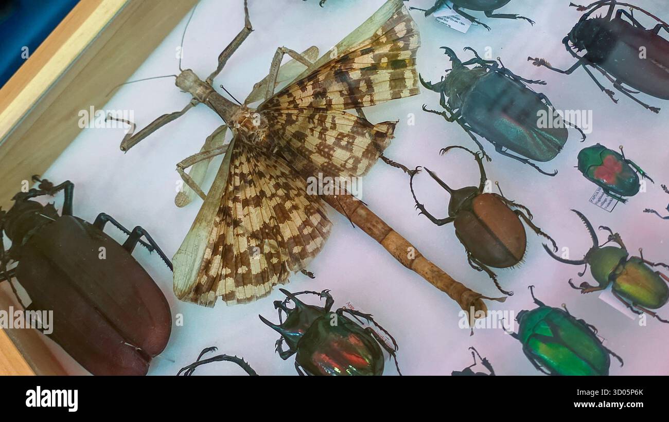 Fotografia di una vera collezione di insetti. Insetti, farfalle e insetti dall'Asia. Collezione diversificata di insetti che mostra varie specie, colori e siz - Immagine stock catturata con smartphone