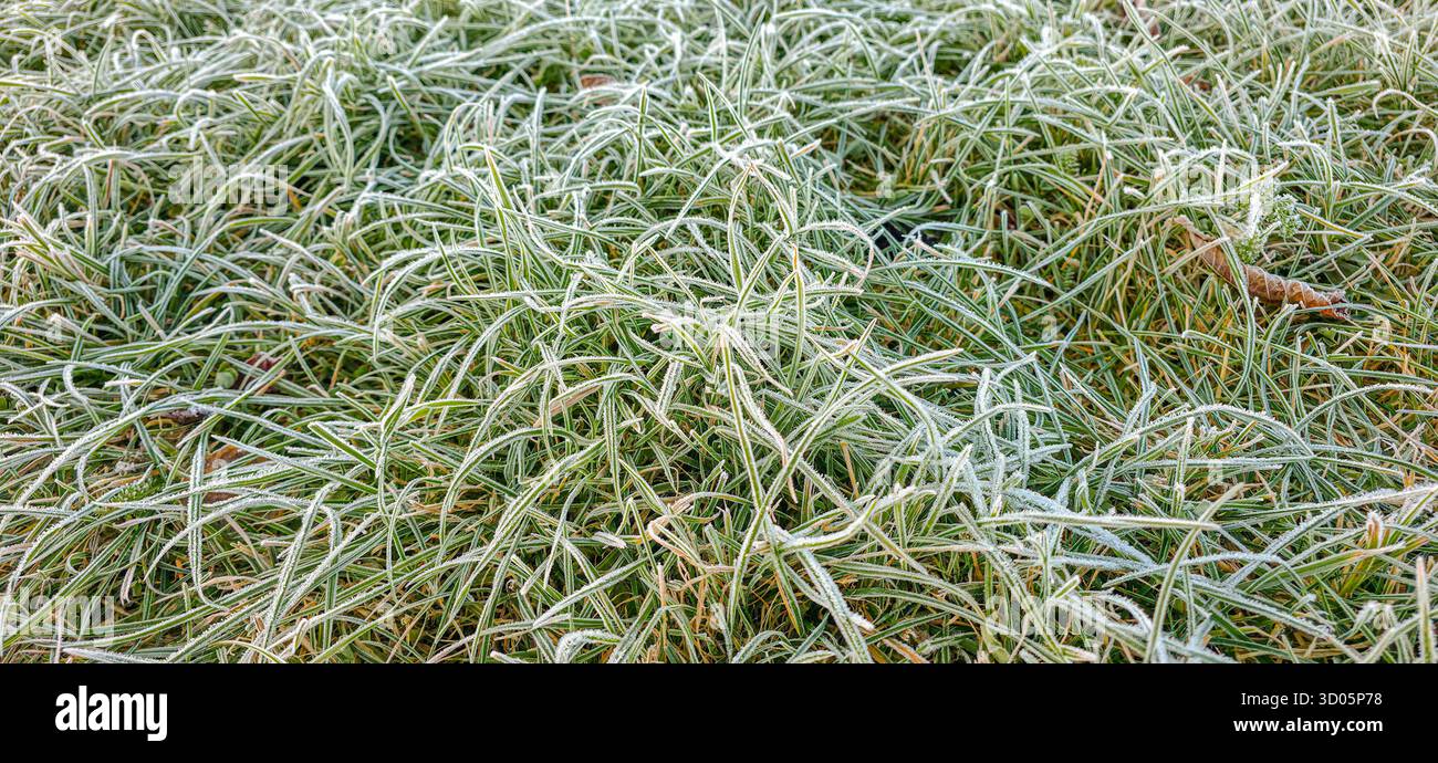 Erba selvatica congelata al primo gelo nella consistenza autunnale Foto Stock