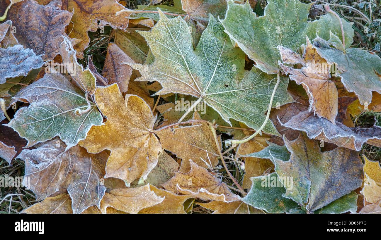 Foglie d'acero congelate a terra. Sfondo autunnale colorato - Immagine stock catturata con smartphone