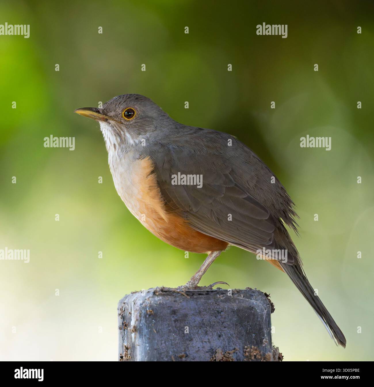 Thrush (Turdus rufiventris) adagiato su palo di recinzione con morbido sfondo verde Foto Stock