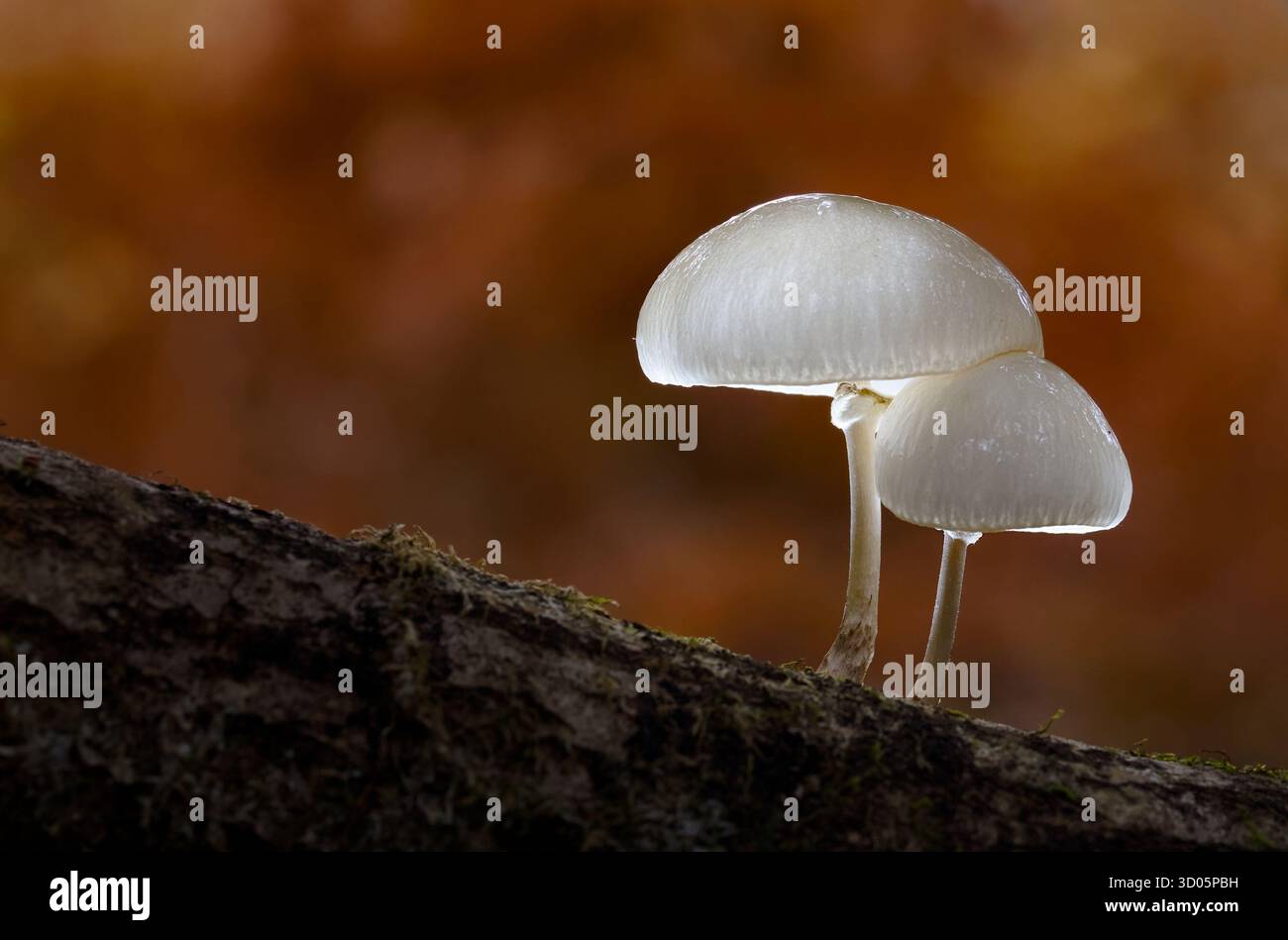 Due funghi in porcellana, Oudemansiella mucida, Growing on A Log Illuminated by the Sun in Autumn, New Forest UK, Copyspace Foto Stock