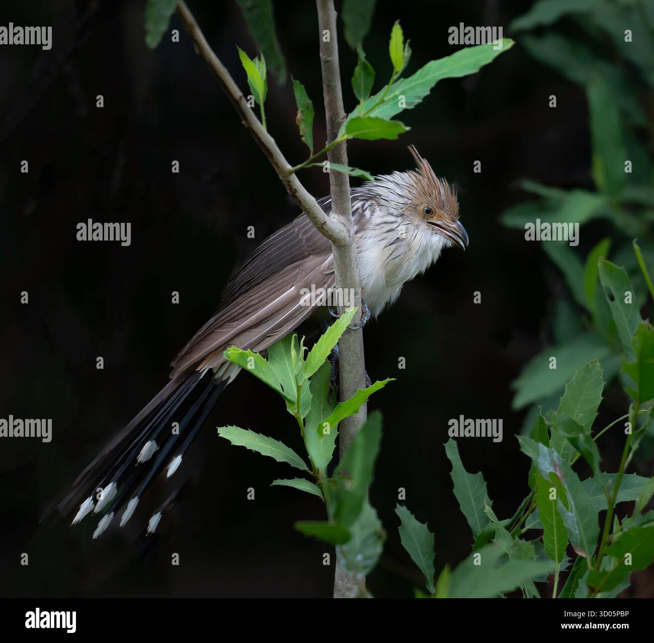 Guira Cuckoo immatura (Guira guira) su un ramo con sfondo nero e foglie verdi, guardando a destra Foto Stock