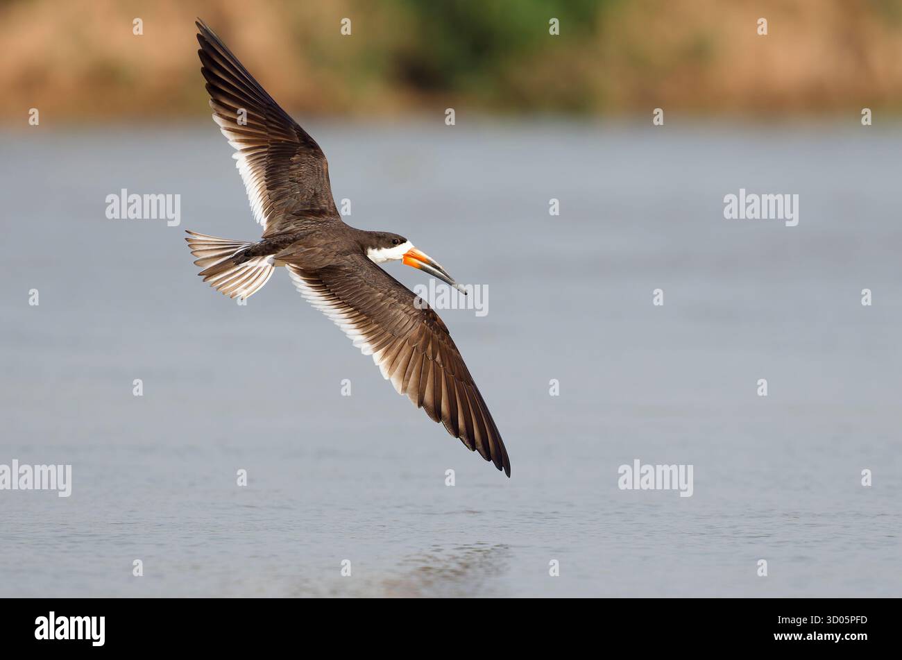 Black Skimmer (Rynchops niger) in volo sull'acqua liscia del fiume, volando a destra, spazio per una copia Foto Stock