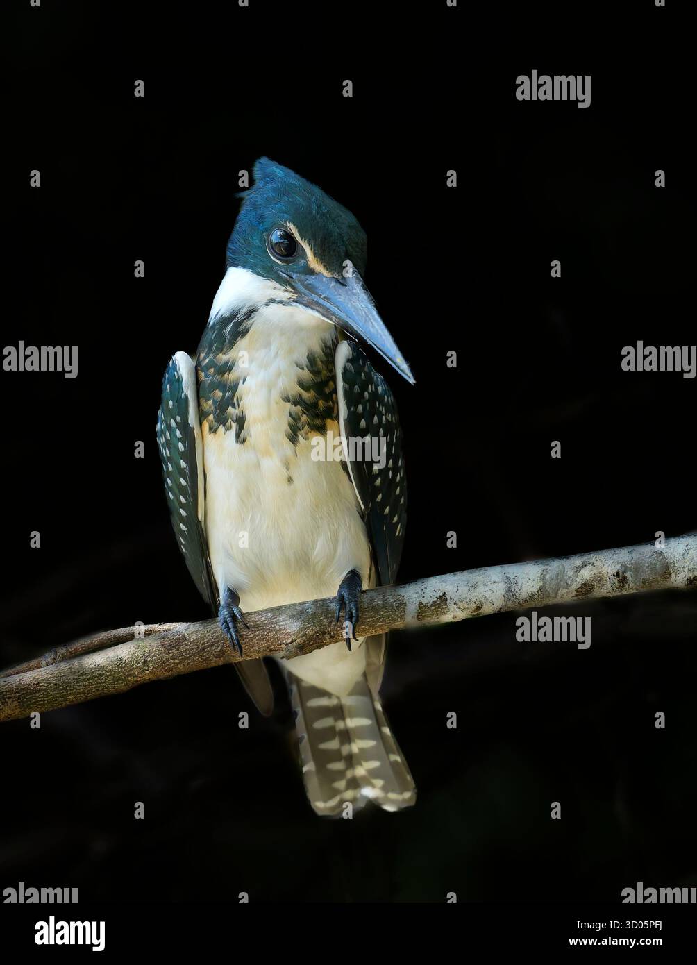Amazon Kingfisher (Chloroceryle amazona) appollaiato su un ramo rivolto a destra con sfondo nero Foto Stock