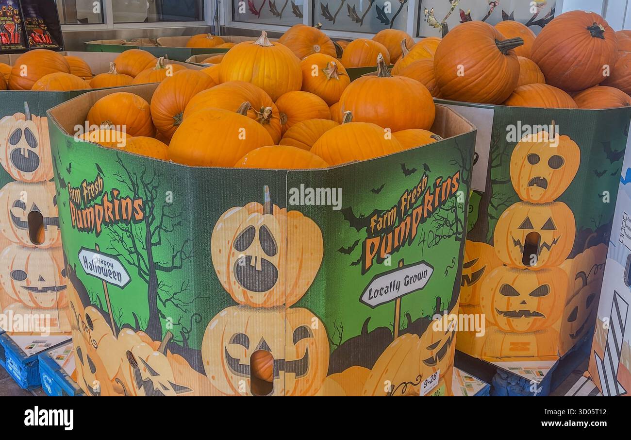 Un grande espositore di cartone pieno di zucche vivaci per i mercati di Halloween e autunno. Le zucche arancioni brillanti creano un'atmosfera festosa e autunnale Foto Stock