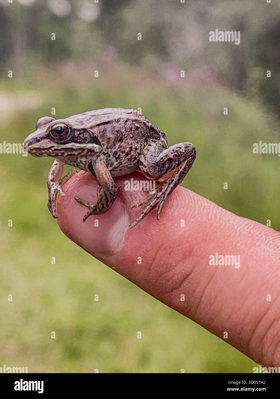 Una piccola rana poggia su un dito umano in una luminosa scena all'aperto. Lo scatto ravvicinato mette in evidenza la pelle ruvida, la colorazione mimetica e un ambiente selvaggio tranquillo e curioso - Immagine stock catturata con smartphone