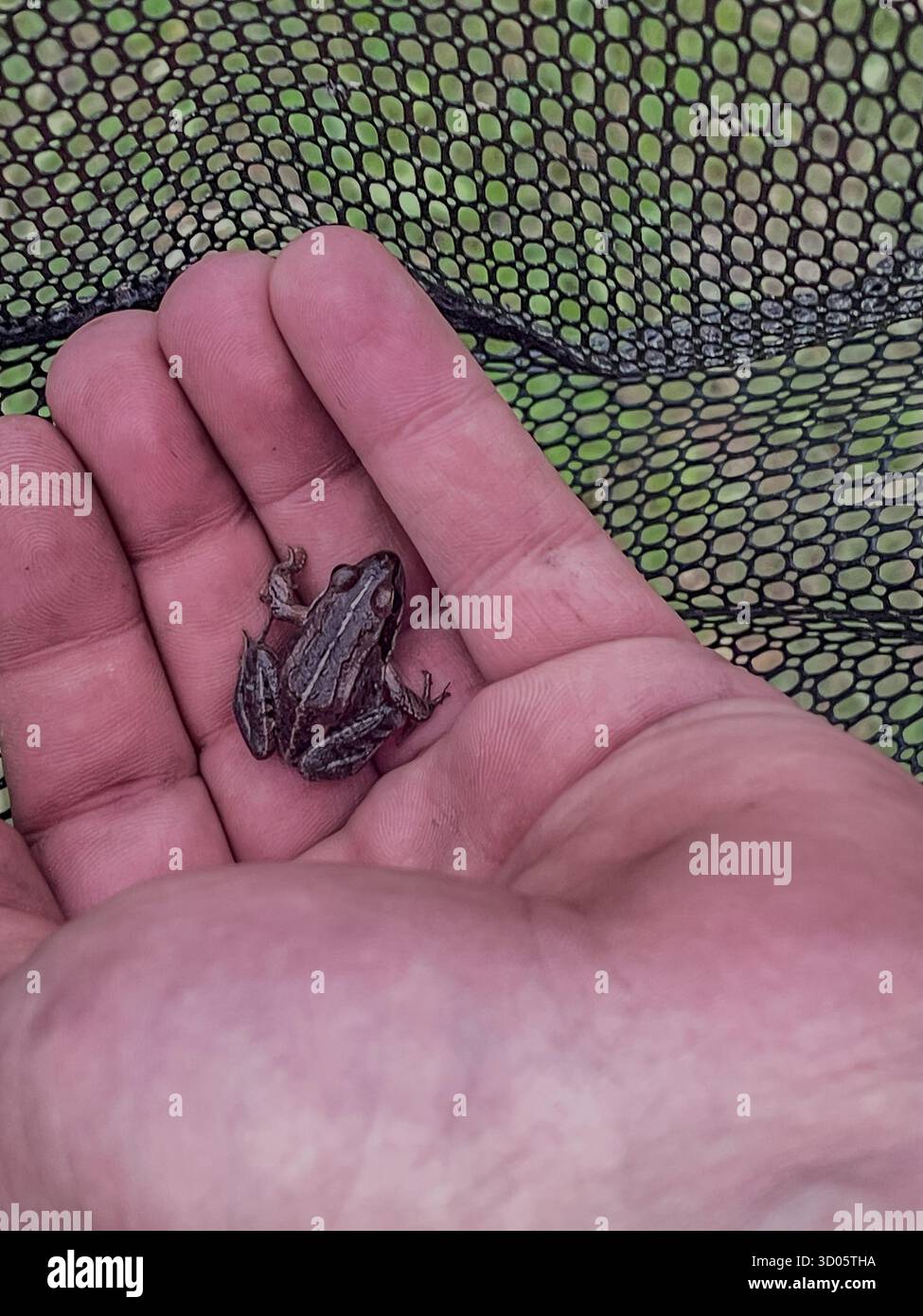 Vista ravvicinata di una piccola rana marrone-grigio arroccata su una mano umana. La pelle ruvida e il sottile mimetismo mettono in risalto un momento naturale di fauna selvatica Foto Stock
