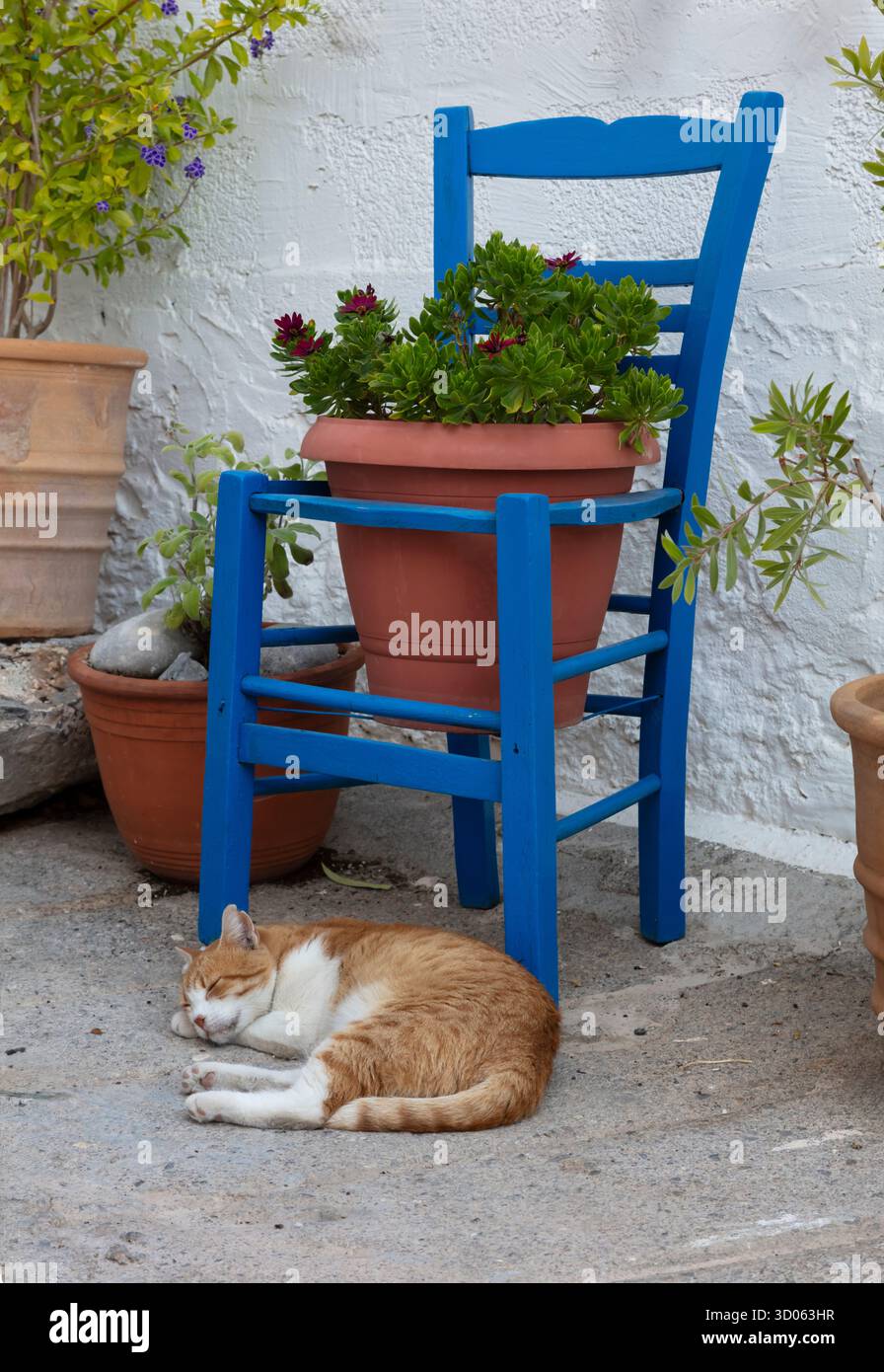 Sedia blu con gatto a Kritsa, uno dei villaggi più antichi e pittoreschi di Creta, in Grecia Foto Stock