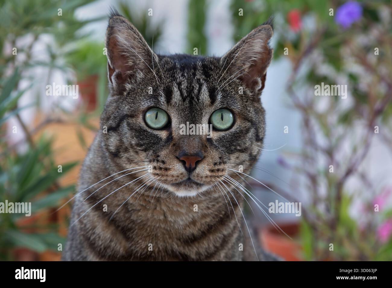 Gatto dagli occhi verdi a Kritsa, uno dei villaggi più antichi e pittoreschi di Creta, in Grecia Foto Stock