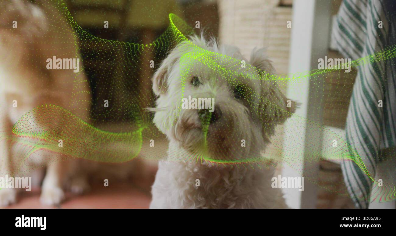Cane riccio che guarda l'area soggiorno piastrellata, con tavolo a righe, secondo cane e rivestimento verde Foto Stock