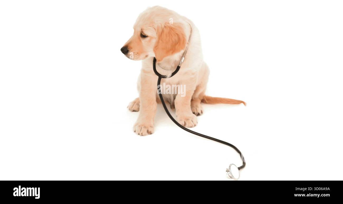 Cucciolo Golden retriever seduto nello studio fotografico su sfondo bianco, con stetoscopio nero Foto Stock