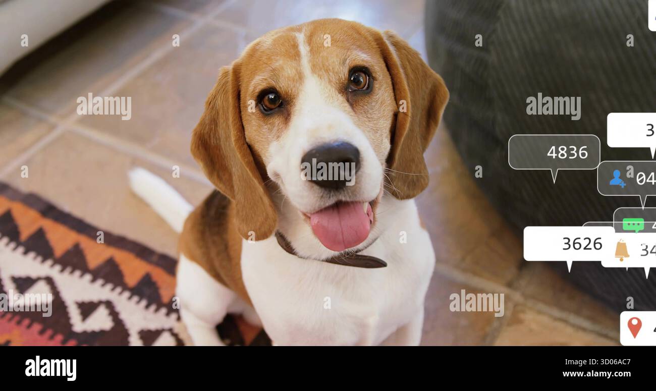 Sembra un cane beagle seduto sul pavimento piastrellato di casa, con tappeto del sud-ovest, divano grigio, notifiche Foto Stock