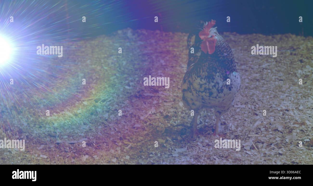 Gallo macchiato in piedi su trucioli di legno in penna di pollo, con effetto flare della lente, spazio di copia Foto Stock