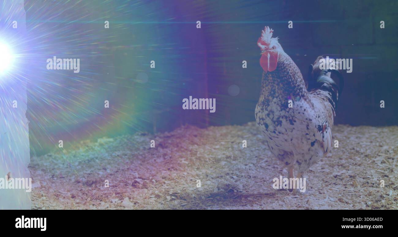 Stendendo in piedi il gallo macchiato che tosta i trucioli di legno in un coop di mattoni di cenere, con bagliore della lente, spazio di copia Foto Stock