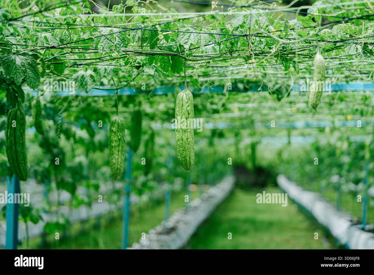 Primo piano di gourd amaro appeso alle viti in una moderna azienda agricola biologica con sistema di irrigazione a goccia e a traliccio, simbolo di un'agricoltura sostenibile e. Foto Stock