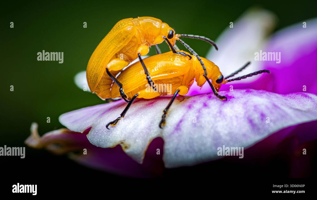 Due coleotteri gialli brillanti si abbinano a un vivace petalo di orchidea viola e bianco, che mostra il processo di riproduzione in natura con particolare attenzione agli insetti Foto Stock