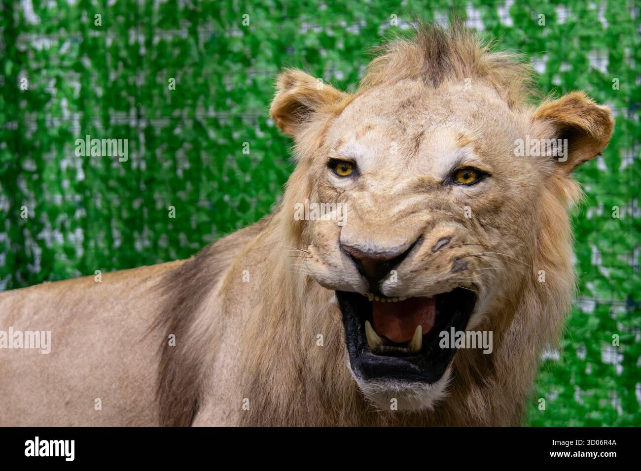 Leone tassidermico con bocca aperta e espressione feroce. Criniera e denti dettagliati, su sfondo verde. Ideale per safari o temi naturalistici. Foto Stock