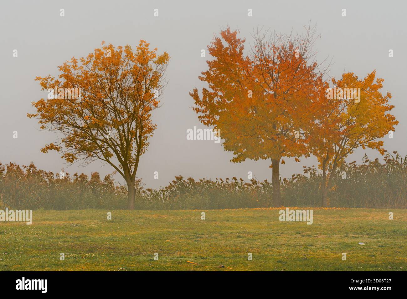 Tre alberi decidui con foglie giallo-arancio in campo nebbioso. L'erba alta e la nebbia creano un paesaggio autunnale dall'atmosfera suggestiva. Foto Stock Tre alberi decidui con foglie giallo-arancio in campo nebbioso. L'erba alta e la nebbia creano un paesaggio autunnale dall'atmosfera suggestiva. Foto Stock