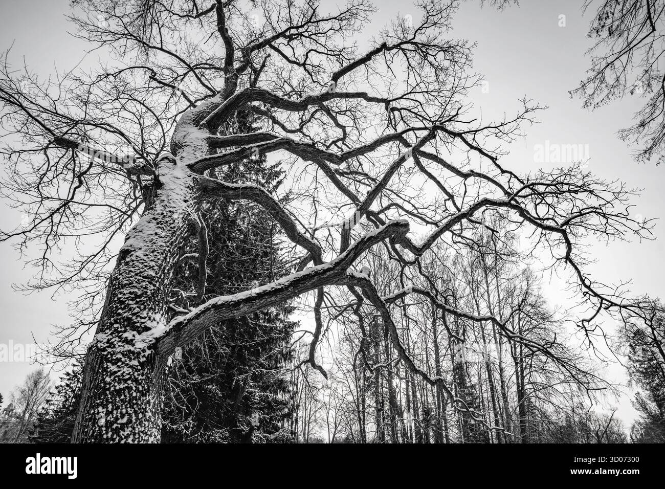 Immagine grunge della foresta scura, sfondo perfetto di halloween Foto Stock